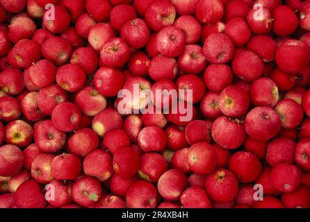 Abondance de pommes fraîchement cueillies ; Gilberstville, New York, États-Unis d'Amérique Banque D'Images