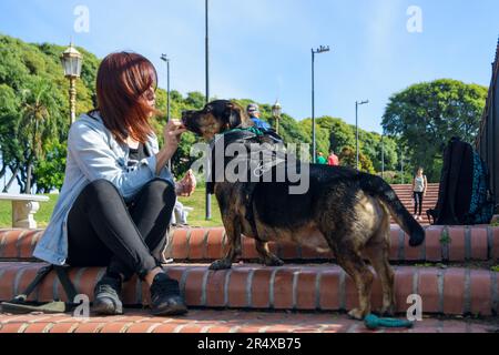 jeune femme latine assise donnant des friandises comestibles à son chien dans le parc, ayant une promenade d'entraînement. Banque D'Images