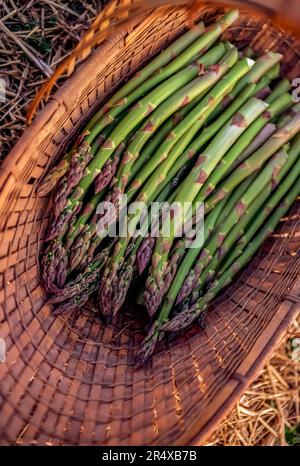 Panier d'asperges fraîchement coupées ; Mystic, Connecticut, États-Unis d'Amérique Banque D'Images