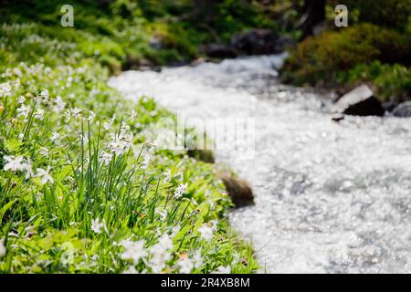 Nevache, France. 30th mai 2023. La Claree belle rivière, France sur 30 mai 2023. La vallée de la Nevache est une vallée transfrontalière aux caractéristiques naturelles et sauvages qui, en été, est devenue un lieu de tourisme dans les Hautes-Alpes. Photo par Thibaut Durand /ABACAPRESS.COM crédit: Abaca Press/Alay Live News Banque D'Images