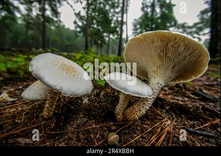 Champignons sur le champ de bataille de la guerre civile ; Antietam, Maryland, États-Unis d'Amérique Banque D'Images