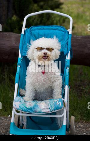 Chien blanc portant des lunettes de soleil assis dans une poussette de bébé ; Wyoming, États-Unis d'Amérique Banque D'Images