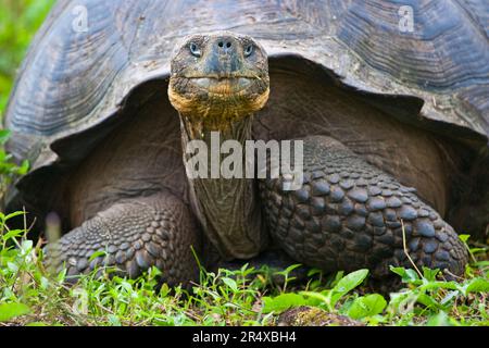 Portrait d'une tortue géante (Chelonoidis Niger) ; île de Santa Cruz, îles Galapagos, Équateur Banque D'Images