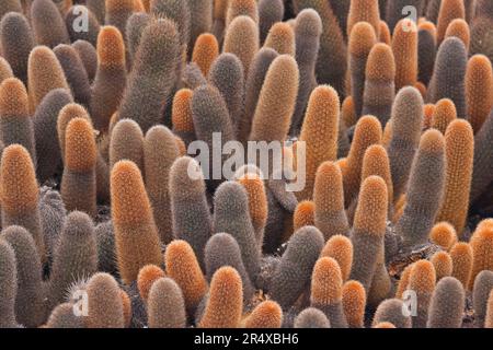 Vue rapprochée de Lava Cactus (Brachycereus nesioticus) ; île Fernandina, îles Galapagos, Équateur Banque D'Images