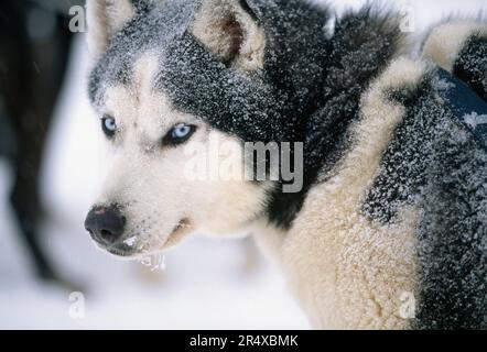Portarit gros plan d'un Husky poussiéreux de neige (Canis lupus familiaris) attendant de prendre un musher pour une promenade en traîneau à chiens au lac Mirror à Lake Placid, New ... Banque D'Images