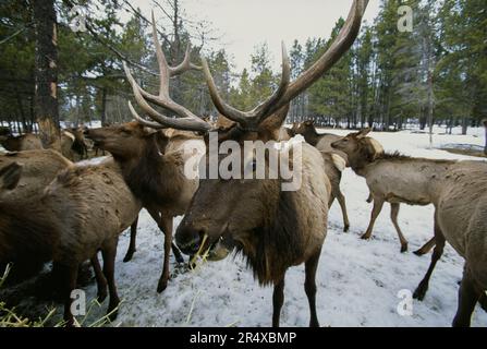 Le troupeau de wapitis (Cervus canadensis) se nourrit de foin dans un ranch de l'Idaho ; Donnely, Idaho, États-Unis d'Amérique Banque D'Images