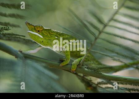 Caméléon aux yeux jaunes équilibre sur une branche mince ; République de Madagascar Banque D'Images