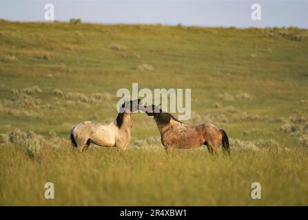 Des chevaux sauvages s'amusent dans les prairies du parc national Theodore Roosevelt, Dakota du Nord, États-Unis d'Amérique Banque D'Images