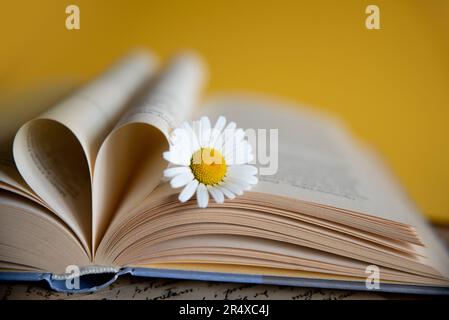 Fleur de Marguerite blanche posée sur le livre ouvert, pages de livre en forme de coeur sur un fond jaune, scène de livre romantique Banque D'Images