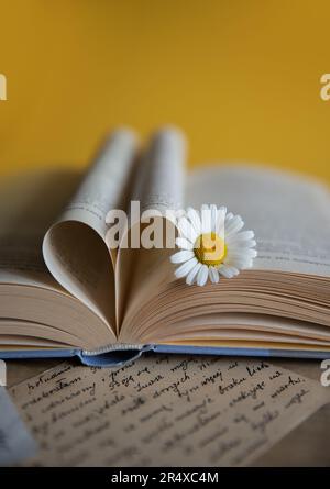 Fleur de Marguerite blanche posée sur le livre ouvert, pages de livre en forme de coeur sur un fond jaune, scène de livre romantique Banque D'Images