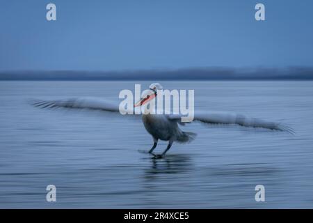 Pan lent de pélican dalmatien (Pelecanus crispus) pélican atterissant ; Macédoine centrale, Grèce Banque D'Images