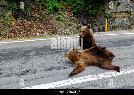 Ours brun dans la forêt carpatique de Roumanie Banque D'Images