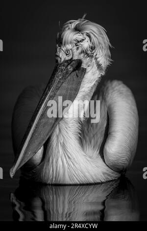 Gros plan monochromatique du pélican dalmate (Pelecanus crispus) tourne la tête sur le lac calme ; Macédoine centrale, Grèce Banque D'Images