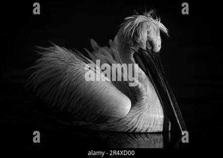 Gros plan monochromatique du pélican dalmatien (Pelecanus crispus) avec un feu de tir sur un lac calme ; Macédoine centrale, Grèce Banque D'Images