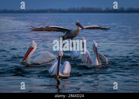 Le pélican dalmate (Pelecanus crispus) glisse sur quatre autres sur le lac ; Macédoine centrale, Grèce Banque D'Images