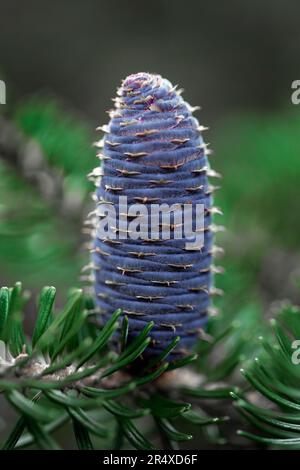 Blue Standard, cône d'arbre de sapin coréen (Abies koreana) dans un jardin botanique ; Annapolis Royal, Nouvelle-Écosse, Canada Banque D'Images
