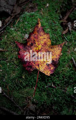 Feuille d'érable tombée sur mousse sur le plancher de la forêt; Digby, Nouvelle-Écosse, Canada Banque D'Images