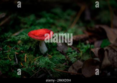 Champignon rouge (Russula emetica) dans la mousse sur le plancher forestier ; comté d'Annapolis, Nouvelle-Écosse, Canada Banque D'Images