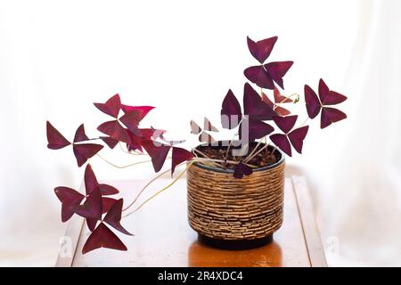 Purple Shamrock (Oxalis triangularis) plante d'intérieur sur une table d'extrémité en bois ; Nouvelle-Écosse, Canada Banque D'Images