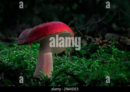 Mushroom rouge (Russula emetica) en mousse sur le fond de la forêt, comté d'Annapolis, Nouvelle-Écosse, Canada Banque D'Images