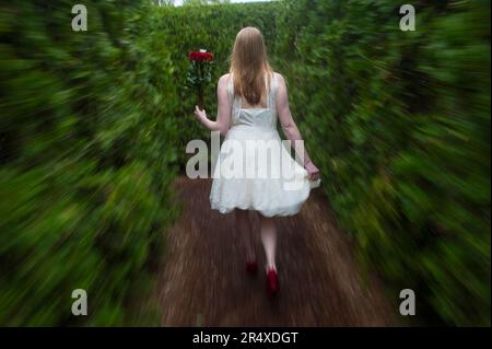 Une jeune femme marche avec un bouquet de roses rouges dans un jardin; Luray, Virginie, États-Unis d'Amérique Banque D'Images