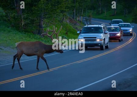 Bull Elk (Cervus canadensis) traverse une route près de Canyon Village au crépuscule dans le parc national de Yellowstone, Wyoming, États-Unis ; Wyoming, États-Unis d'Amérique Banque D'Images