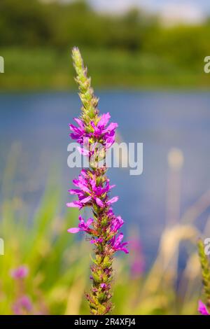 Plante de saule-herbe poussant sur la rive de la rivière. Banque D'Images