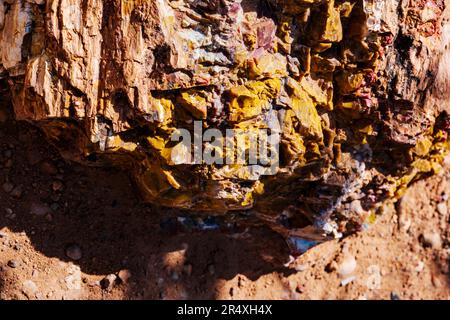 Arbre pétrifié rare et coloré ; Petrified Forest Trail ; Parc national de la forêt pétrifiée d'Escalante ; Escalante ; Utah ; États-Unis Banque D'Images