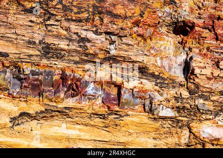 Arbre pétrifié rare et coloré ; Petrified Forest Trail ; Parc national de la forêt pétrifiée d'Escalante ; Escalante ; Utah ; États-Unis Banque D'Images