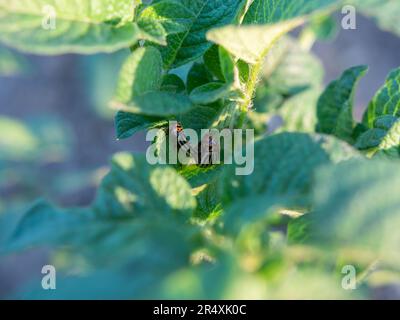 Le coléoptère du Colorado mange des feuilles de pomme de terre jeunes. Les ravageurs détruisent une récolte dans le champ. Parasites dans la faune et l'agriculture. photo Banque D'Images