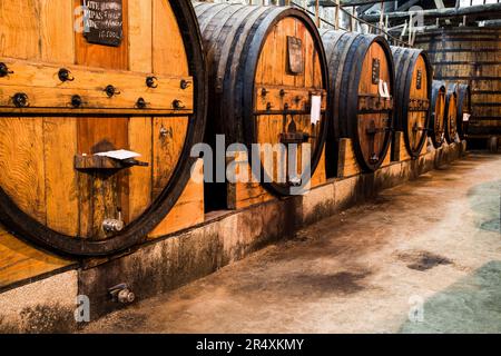 Fûts de vin dans une cave dans la vallée du fleuve Douro au Portugal ; vallée du fleuve Douro, Portugal Banque D'Images