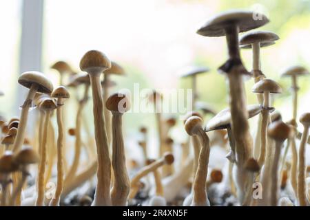 champignons psychédéliques magiques de psilocybine champignons poussant maison pour la thérapie Banque D'Images