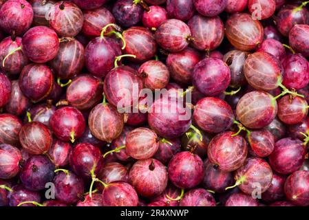 Baies de groseilles à maquereau juteuse rouges. Des groseilles à maquereau fraîches comme arrière-plan Banque D'Images
