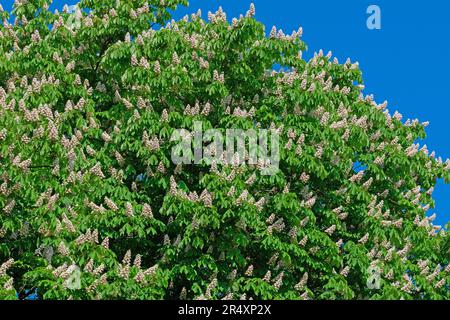 Arbre de châtaignier en fleur au printemps Banque D'Images