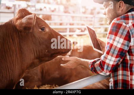 Vache et jeune agriculteur avec tablette numérique dans le cowshed au ranch. Banque D'Images