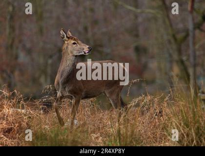 Une femelle de cerf rouge (Hind) en jeu dans un quartier de pic de défrichement boisé Banque D'Images