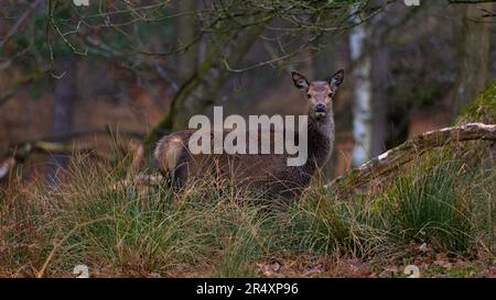 Une femelle de cerf rouge (Hind) prise face à face dans un cadre de bois du Derbyshire. Banque D'Images