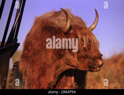 Portrait d'une vache de montagne dans un cadre rural Banque D'Images