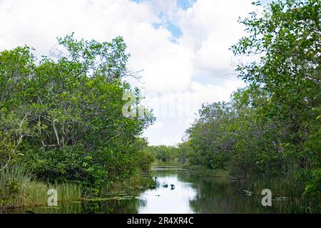 Everglades, Floride, États-Unis. 8th mai 2023. Le parc national des Everglades est une merveille naturelle captivante en Floride, aux États-Unis. S'étendant sur plus de 1,5 millions d'acres, il abrite divers écosystèmes, y compris des terres humides, des mangroves et des prairies à herbes hautes. Les visiteurs peuvent explorer sa faune unique, comme les alligators, les oiseaux aquatiques et les lamantins, par la randonnée pédestre, le kayak, ou en prenant des visites guidées, immergeant dans sa beauté à couper le souffle. Écologie, espèces envahissantes, changement climatique, environnement, environnement, Crise climatique, réchauffement climatique, vert, ESG, marécage. (Credit image: © Taidgh Barron/ZUMA Press Wir Banque D'Images