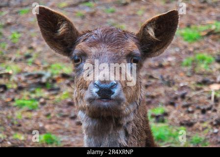 Quelques cerfs jachères en automne et en hiver Banque D'Images