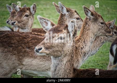 Quelques cerfs jachères en automne et en hiver Banque D'Images