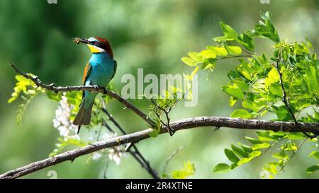 Un profil idyllique d'un apier européen (Merops Apiaster) avec une abeille dans son bec, assis sur un fond vert et verdoyant Banque D'Images