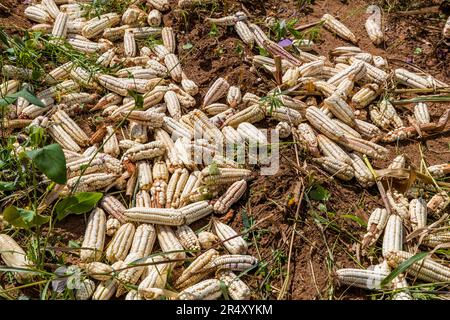 Des épis de maïs blanc récoltés sont empilés sur le sol près de Kasina, dans les hautes terres de Lilongwe, au Malawi. Le maïs est la culture la plus importante et la plus largement cultivée du Malawi, et la base de la nourriture de base nationale, le nsima. Les agriculteurs apportent la récolte en avril et mai, à la fin de la saison des pluies. Banque D'Images