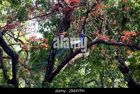 New Delhi, Inde. 30th mai 2023. Un paon marche sur un arbre au palais présidentiel indien de New Delhi, en Inde, sur 30 mai 2023. Credit: STR/Xinhua/Alay Live News Banque D'Images