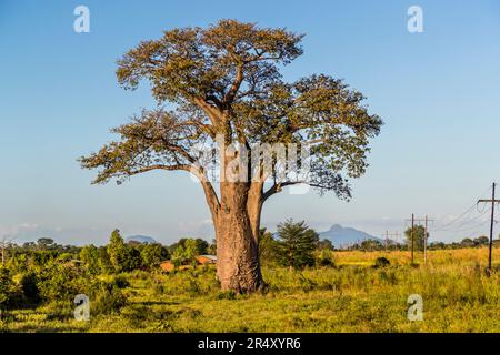 Le baobab africain (Adansonia digitata) est un grand arbre à feuilles caduques, distinctif et souvent bizarre. Occurrence Madagascar et de grandes parties du continent africain, ici Malawi Banque D'Images