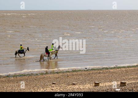 Minster-on-Sea, île de Shepey. Leas. Inster. Des chevaux sur la plage vont pour un hack. Banque D'Images