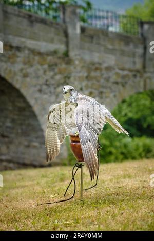 Grand oiseau de chasseur de faucon tamé (falco cherrug) entraîné en captivité lors des festivités de la ville au château. Oiseau rapide et puissant pour la chasse à la fauconnerie Banque D'Images
