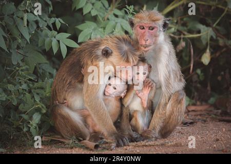 Une famille de macaques toques (Macaca Sinica), singes du vieux monde, avec deux parents protecteurs protégeant leur jeune effrayé dans le par national d'Udawalawe Banque D'Images