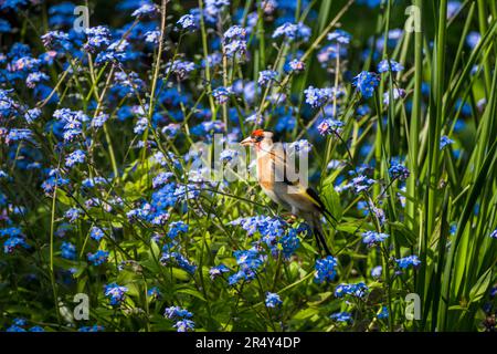 Goldfinch, Carduelis carduelis dans certains Forget-me-nots. Dans un jardin du Suffolk, Royaume-Uni. Banque D'Images