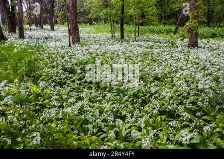 Ransons, ail sauvage, allium ursinum, croissant dans Un Suffolk, Royaume-Uni, bois. Banque D'Images